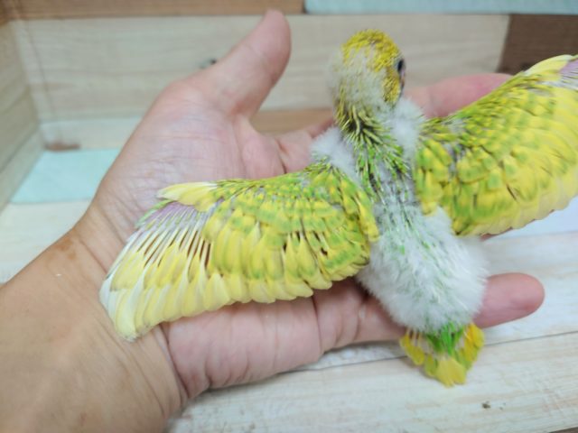 セキセイインコ