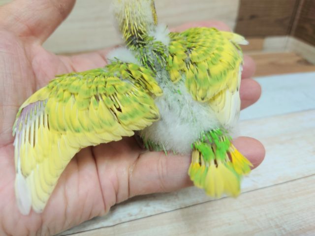セキセイインコ