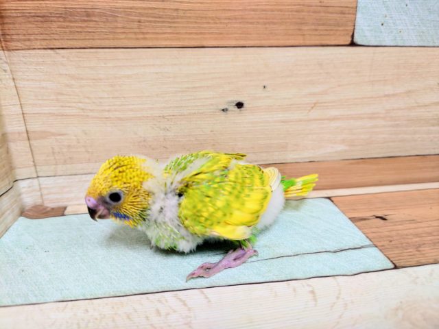 セキセイインコ