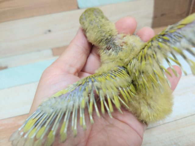 コザクラインコ（小桜インコ）