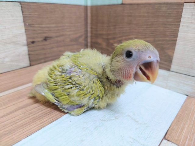 コザクラインコ（小桜インコ）