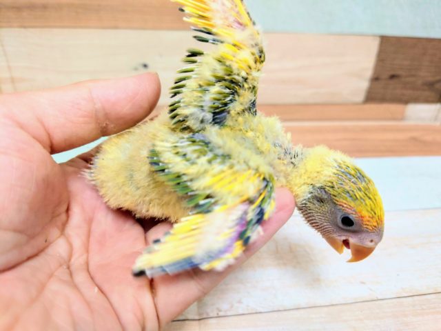 コザクラインコ（小桜インコ）