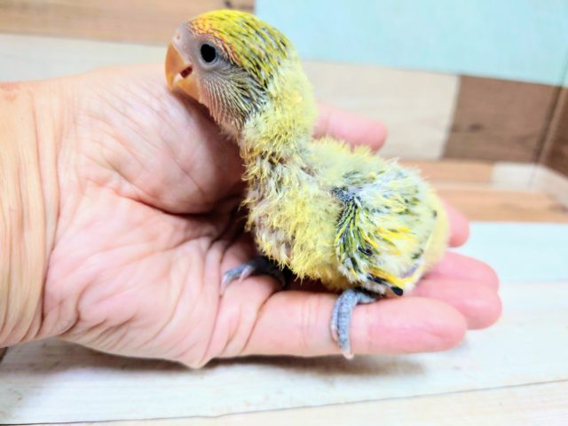 コザクラインコ（小桜インコ）