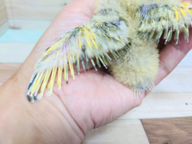 コザクラインコ（小桜インコ）