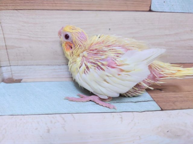 オカメインコ