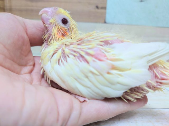 オカメインコ