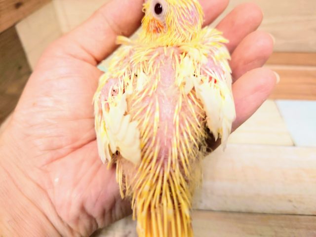オカメインコ