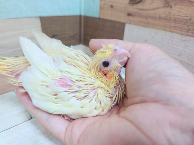 オカメインコ