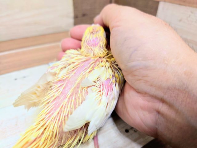 オカメインコ