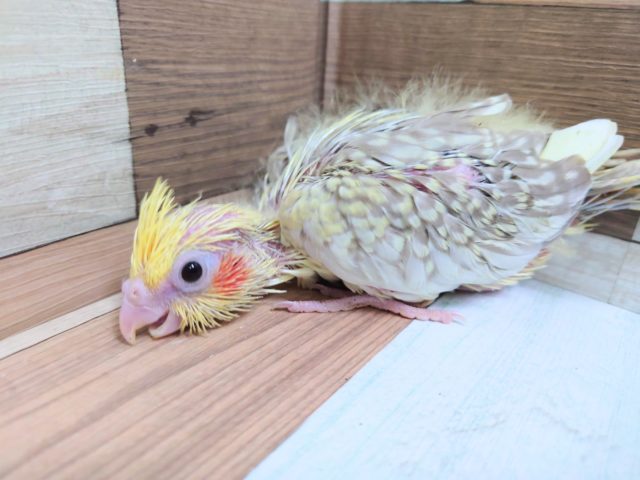 オカメインコ