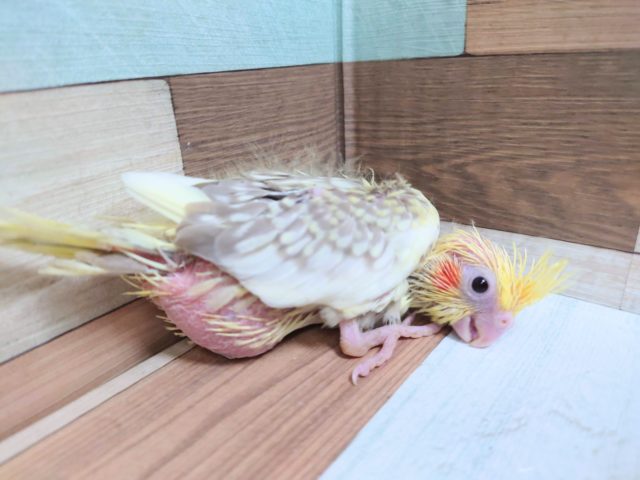 オカメインコ