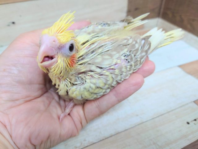 オカメインコ