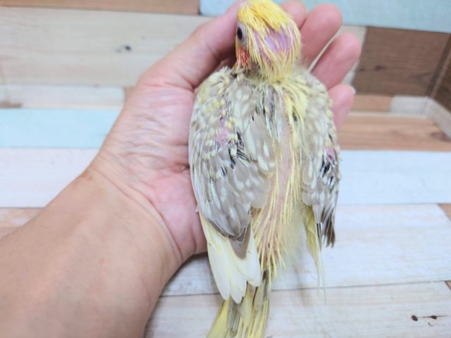 オカメインコ