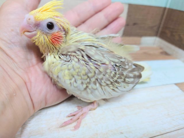 オカメインコ