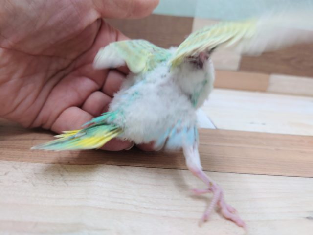 セキセイインコ