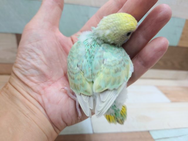 セキセイインコ