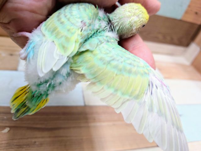 セキセイインコ