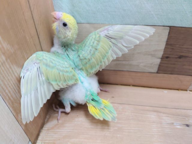 セキセイインコ