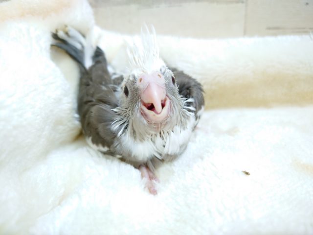 オカメスマイルです! オカメインコ ホワイトフェイスパイド 2021 10月15日 オカメインコ