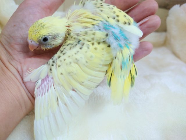 セキセイインコ