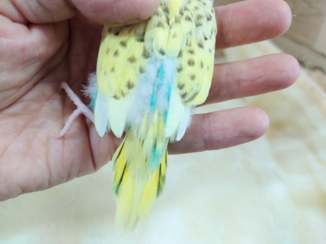 セキセイインコ