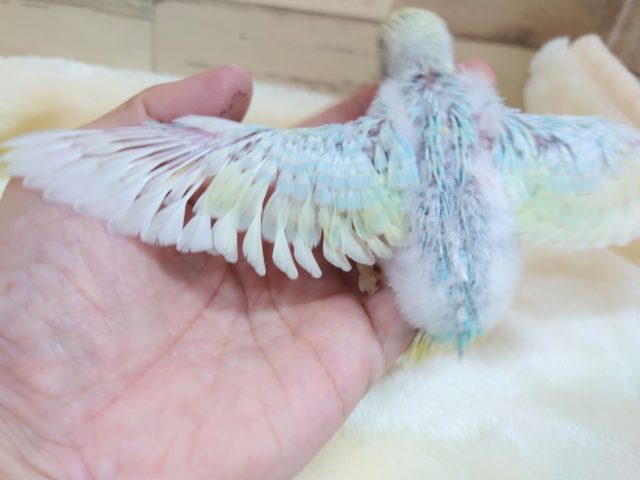控えめなタイプ?? セキセイインコ パステルレインボースパングルーーー セキセイインコ