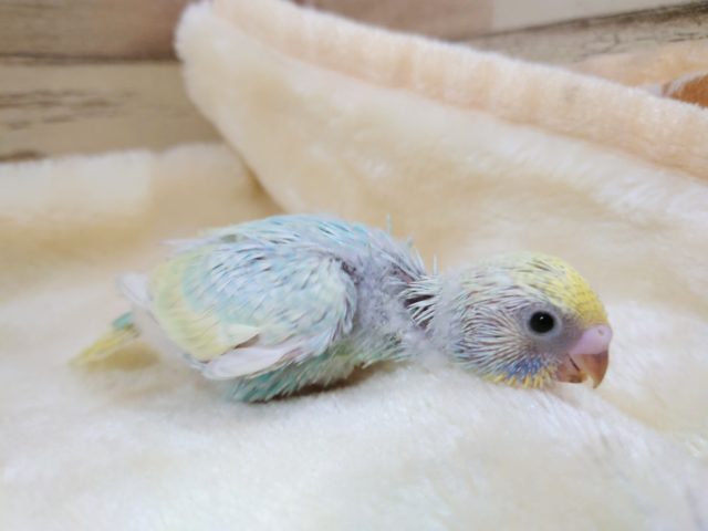 控えめなタイプ?? セキセイインコ パステルレインボースパングルーーー セキセイインコ