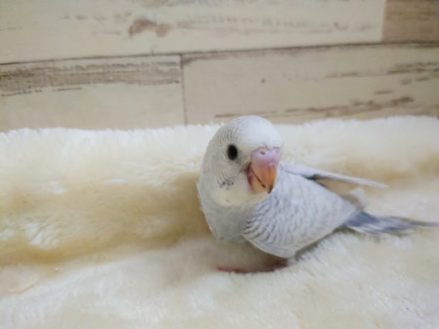 落ち着きあるライラック~ セキセイインコ ライラック ホワイトウィング セキセイインコ