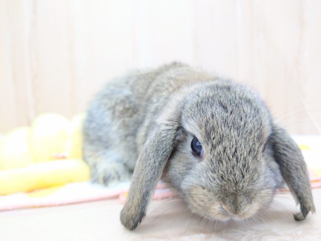 ロップイヤーラビット