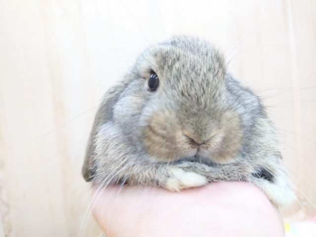 ロップイヤーラビット