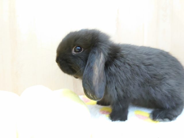 ロップイヤーラビット