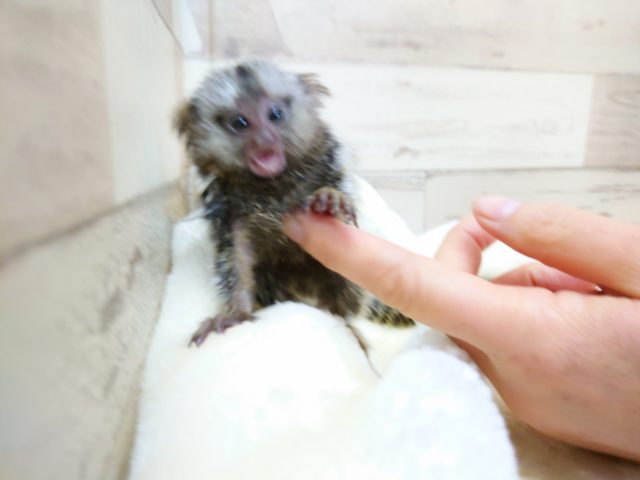 コモンマーモセット