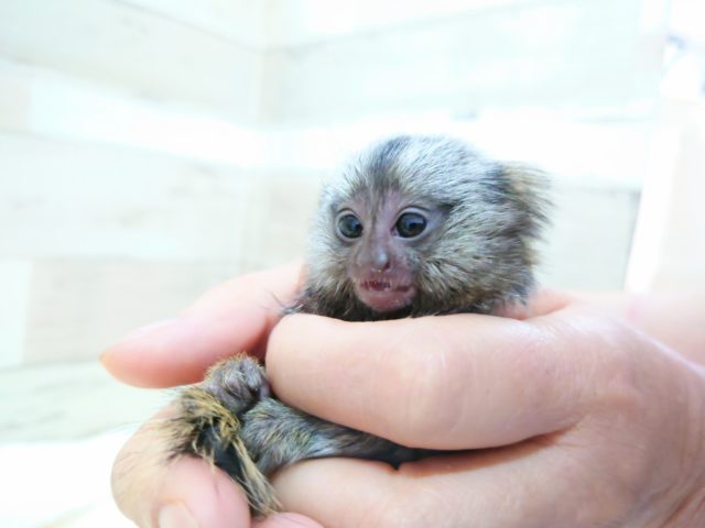 コモンマーモセット