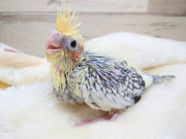 キレイなスポット模様 オカメインコ パールになります! 2021 10月22日 オカメインコ