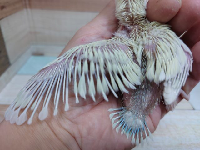 コザクラインコ（小桜インコ）