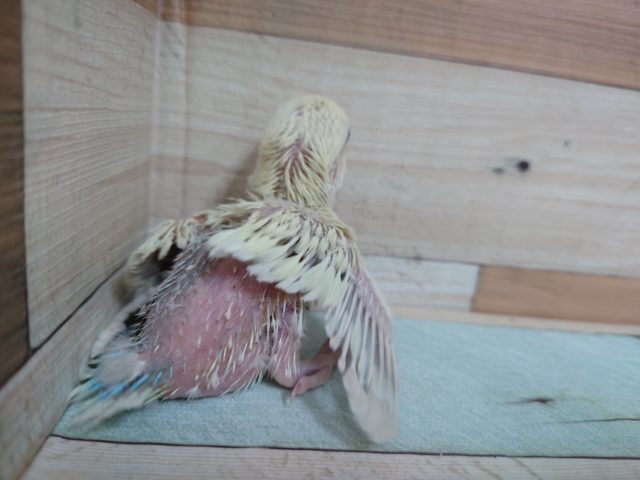 コザクラインコ（小桜インコ）