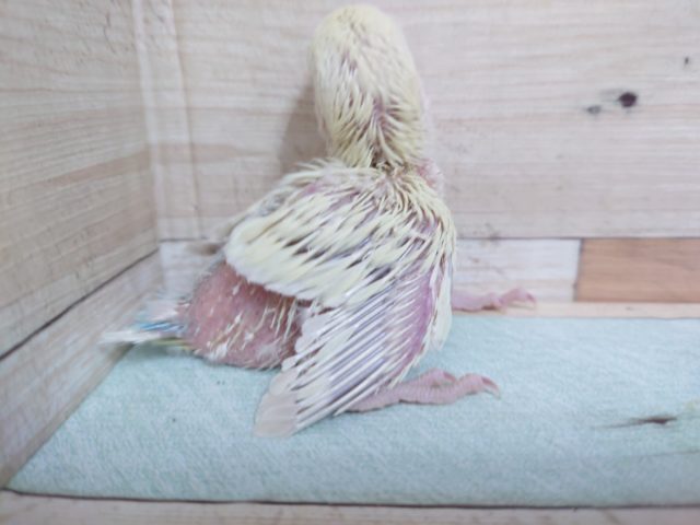 コザクラインコ（小桜インコ）