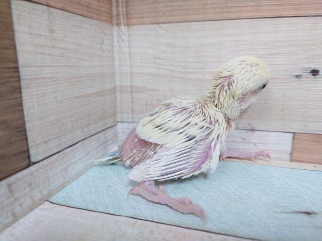 コザクラインコ（小桜インコ）