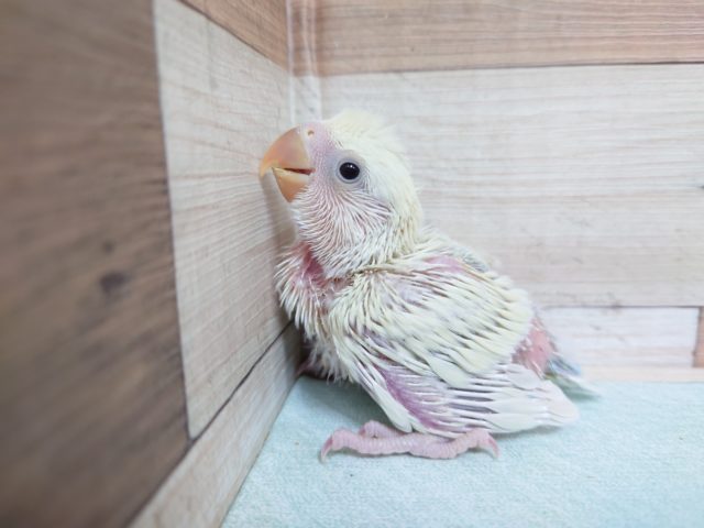コザクラインコ（小桜インコ）