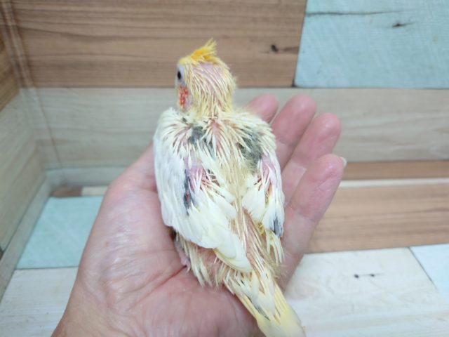 オカメインコ