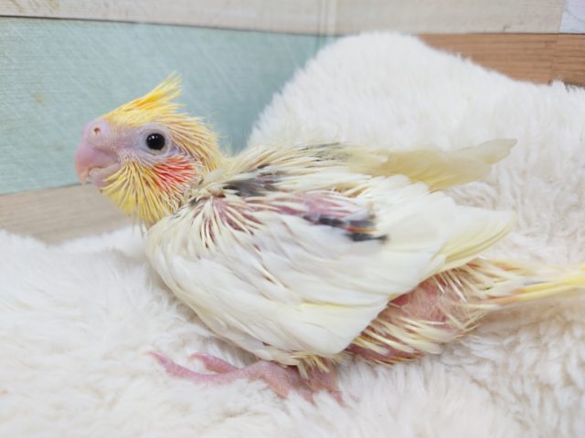 オカメインコ