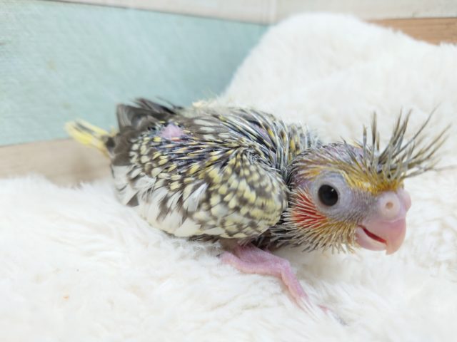 オカメインコ