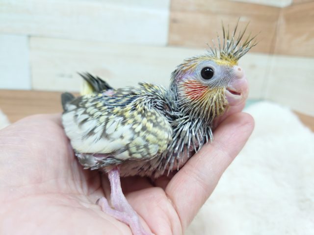オカメインコ