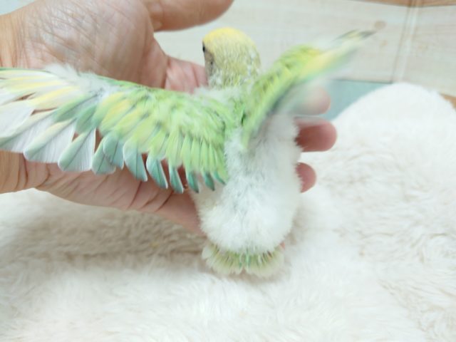 コザクラインコ（小桜インコ）