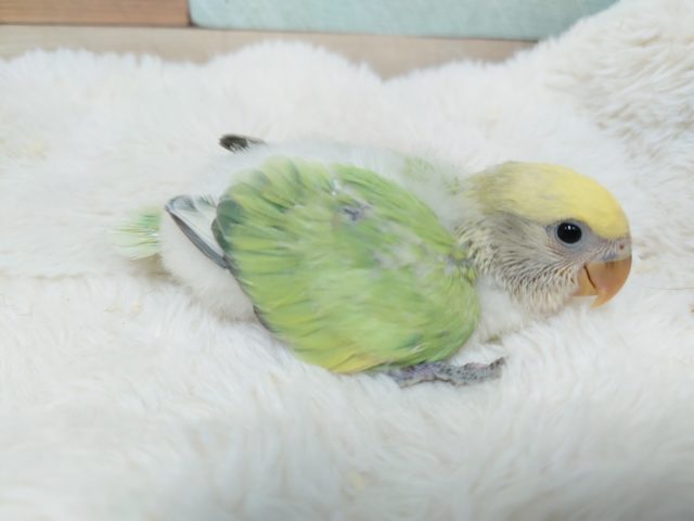 コザクラインコ（小桜インコ）