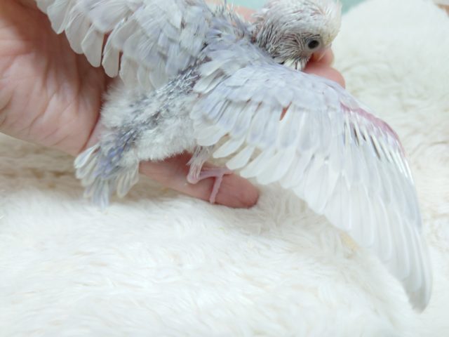 元気いっぱい! セキセイインコ~ ライラックです☆ セキセイインコ
