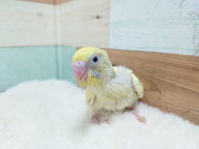 体で表現☆ セキセイインコ パステルレインボーパイド~~~ セキセイインコ