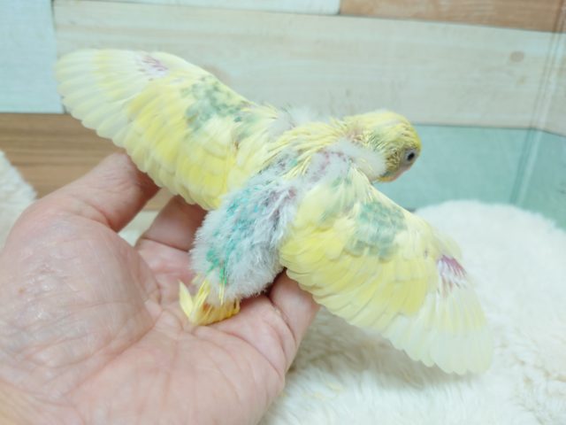 セキセイインコ