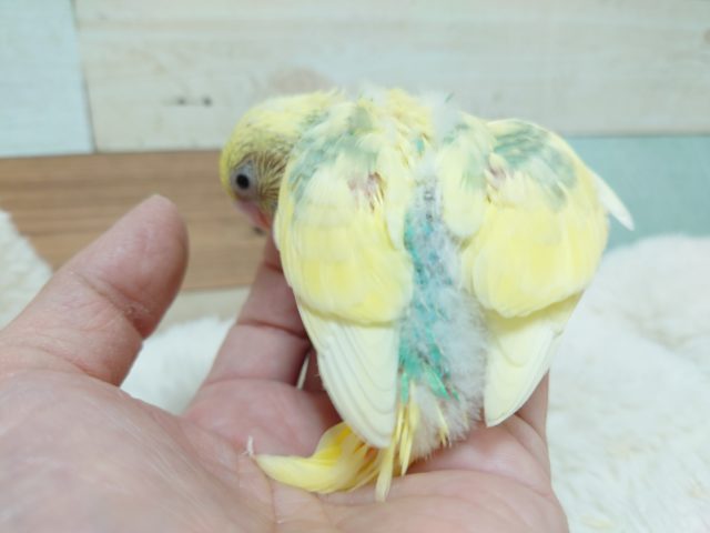 セキセイインコ