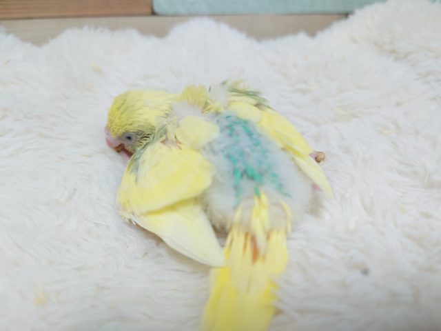 セキセイインコ